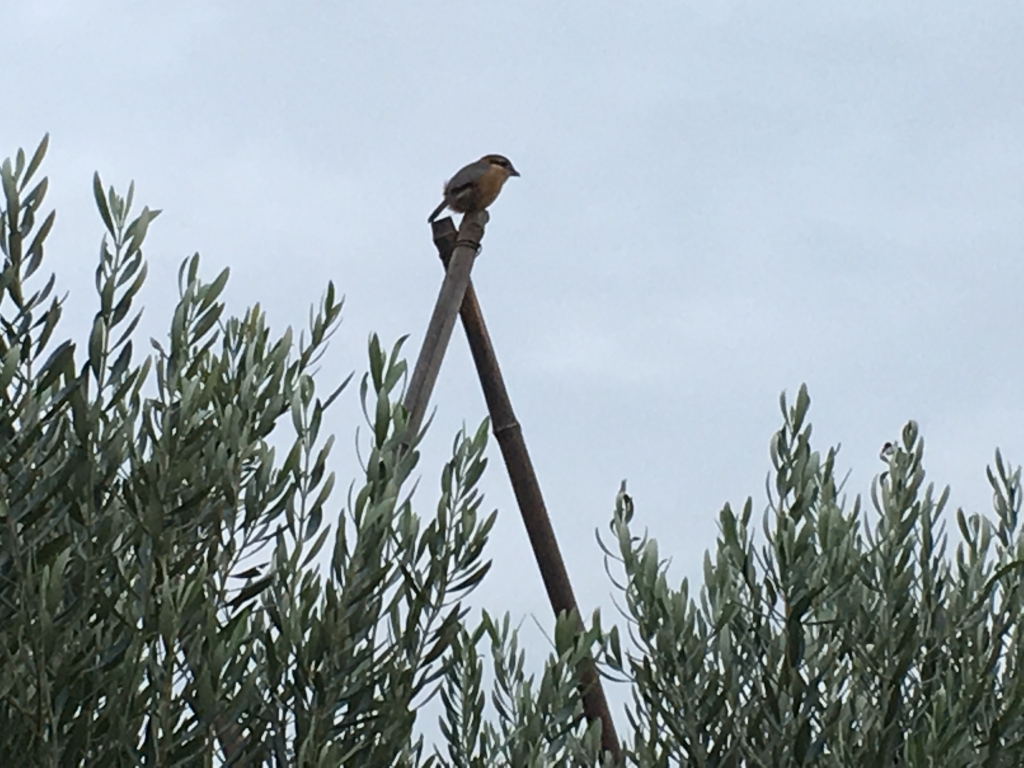 一羽の鳥が棒の先にとまっている