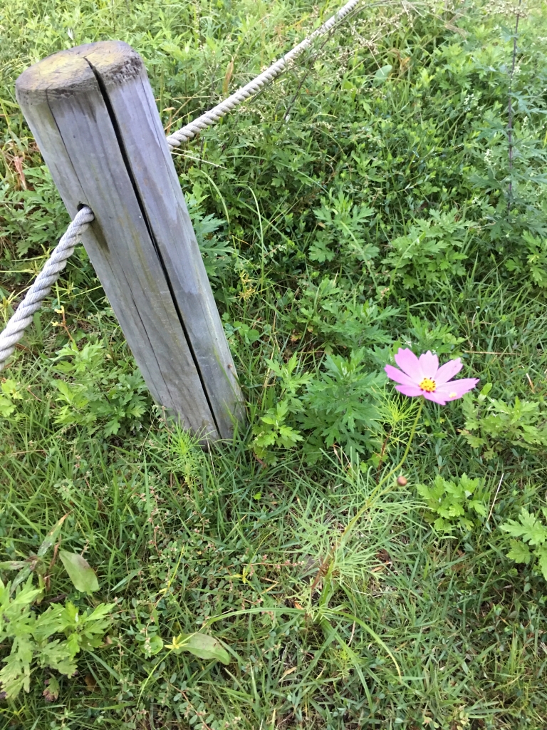 一本だけ咲いているコスモスの花