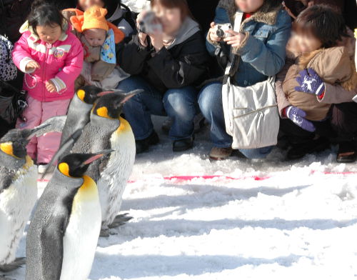 沿道に人が並び、カメラを構えてペンギンが通るのを待っている。長女はペンギンに手を振っている。わたしに抱っこされた次女は目を見開いてペンギンを見ている。